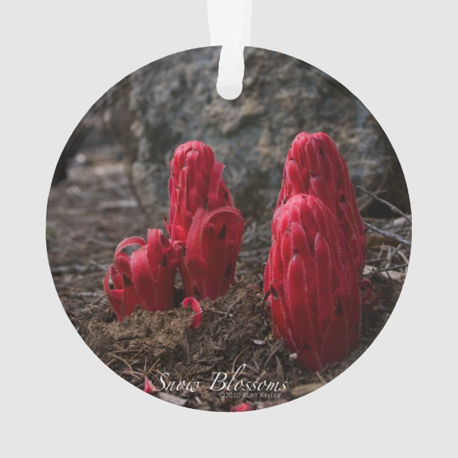 Ornamento Flores de Neve (Verso)