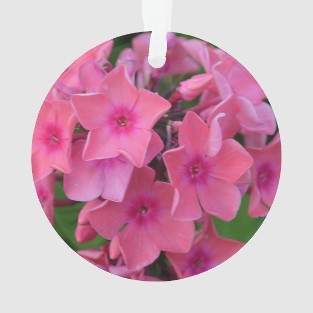 Ornamento Flores do Phlox do rosa quente (Verso)