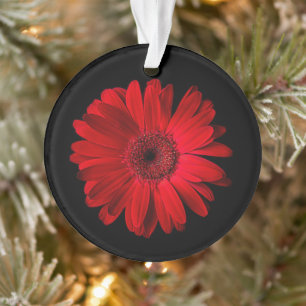 Ornamento Flores Red Gerbera Daisy