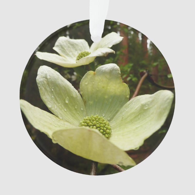 Ornamento Florestas e Sequoias no Parque Nacional de Yosemit (Frente)