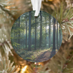 Ornamento Florestas Floresta Negra Alemanha