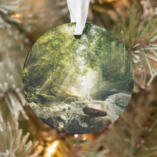 Ornamento Florestas Floresta Tropical Selva
