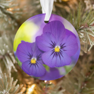 Ornamento Flowers Purple Pansies