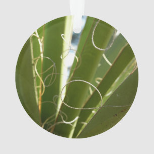 Ornamento Folhas de Yucca Fotografia Verde da Natureza