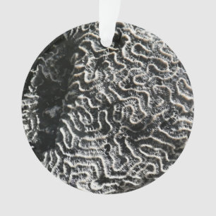 Ornamento Foto da natureza do Abstrato Black and White Coral