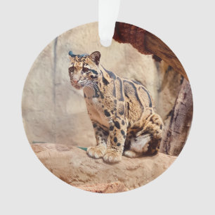 Ornamento foto de leopardo nebuloso na natureza