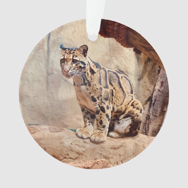 Ornamento foto de leopardo nebuloso na natureza (Frente)