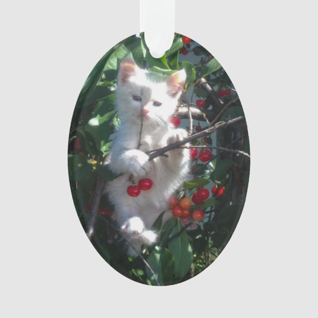 Ornamento Foto do Gato da Família de Lembrança (Frente)