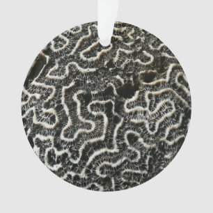 Ornamento Foto natural do Abstrato do Coral Negro e Branco I