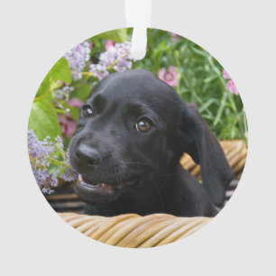 Ornamento Foto preta bonito do animal de estimação do