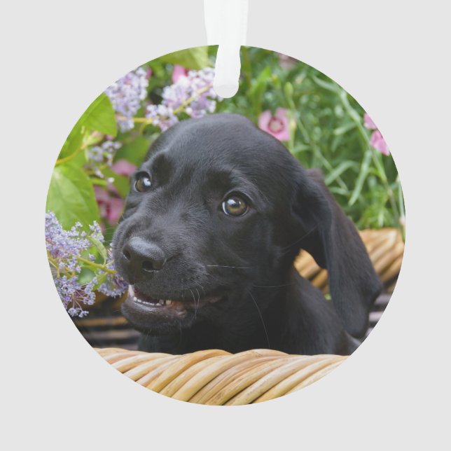 Ornamento Foto preta bonito do animal de estimação do (Verso)