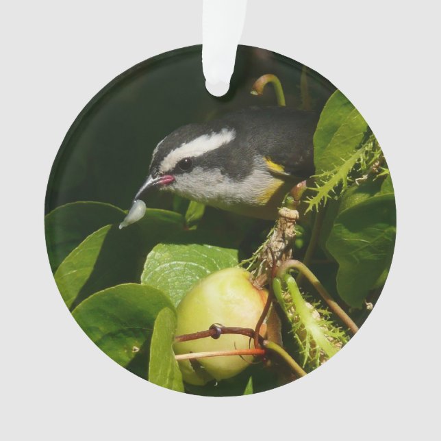 Ornamento Fotografia de Pássaro Bananaquit Comendo Tropical (Frente)
