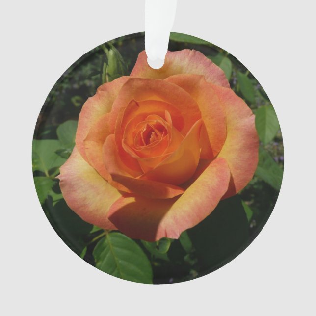 Ornamento Fotografia Floral Laranja Peach Rosa (Frente)