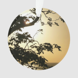 Ornamento Fotografia Tropical II através do Sol