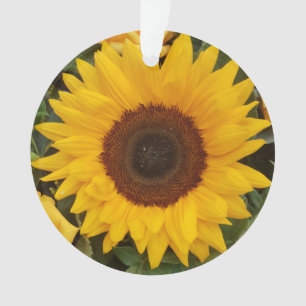 Ornamento Fotográfico Floral de Flor Sunflower
