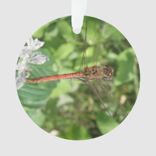 Ornamento Frequentes Dragonfly Acrílica Ornament