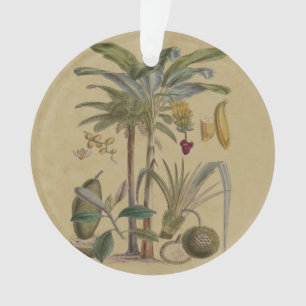 Ornamento Fruta Tropical Botânica de Palm