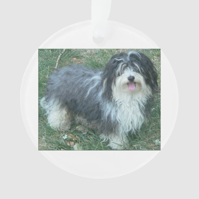 Ornamento full.png havanese (Frente)