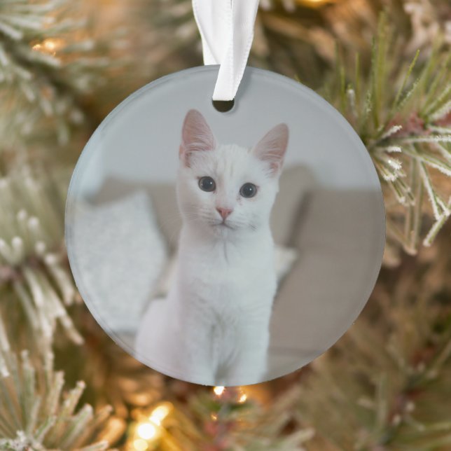 Ornamento Gato branco | Zazzle_Growth. (Árvore)