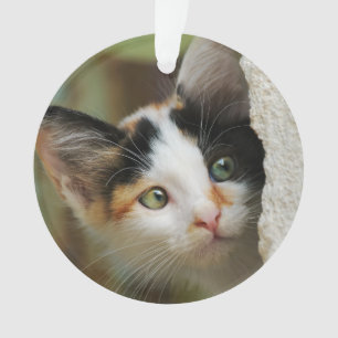 Ornamento Gato Curioso Gato Curioso Rezando Olhos Retrato Fo
