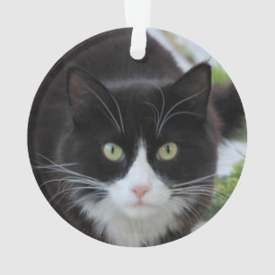 Ornamento Gato preto e branco