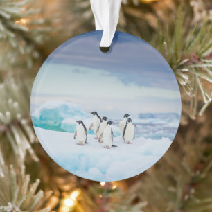 Ornamento Gelo e neve Pinguins de adenda Antártica