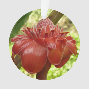 Ornamento Gengibre Tocha Vermelha Fotografia de Flor Tropica