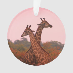 Ornamento Girafas com céu rosa