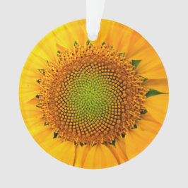 Ornamento Girassol e sementes, espiral, rácio Ouro