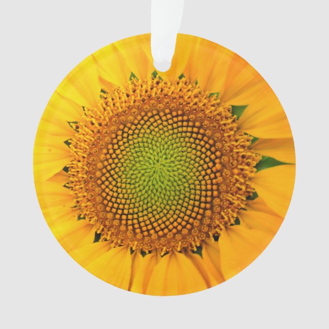 Ornamento Girassol e sementes, espiral, rácio Ouro (Frente)