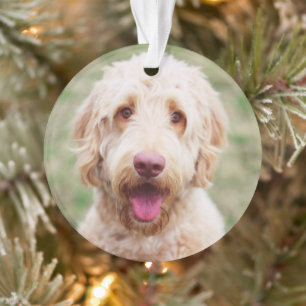 Ornamento Goldendoodle sorrindo