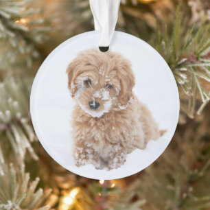 Ornamento Goldendoododododododle Com Neve Em Face