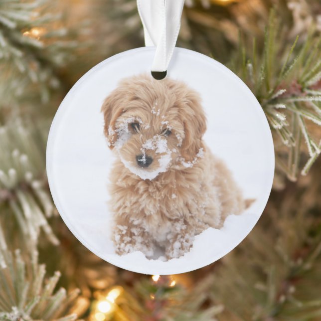 Ornamento Goldendoododododododle Com Neve Em Face (Árvore)