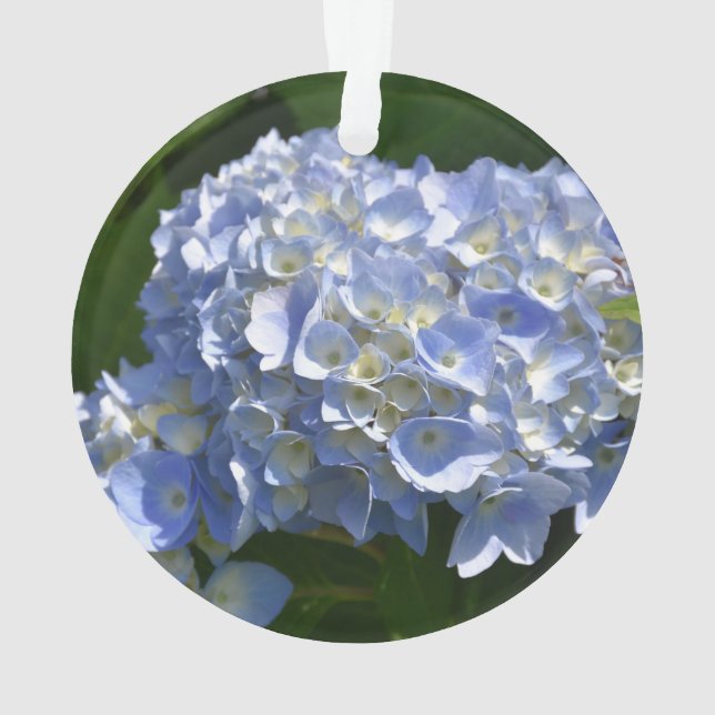 Ornamento Gordo Flor Azul Claro Hidrangea Bush (Verso)