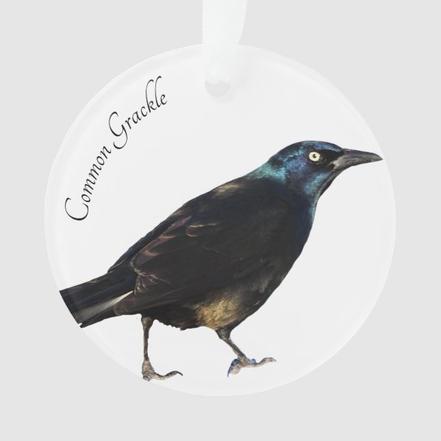 Ornamento Grackle comum (Frente)