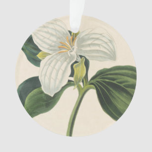 Ornamento Grande Trillium florescido