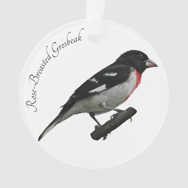 Ornamento Grosbeak-Breast (Frente)