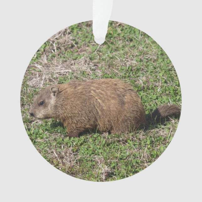 Ornamento Groundhog (Frente)
