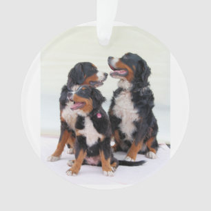 Ornamento grupo do cão de montanha bernese