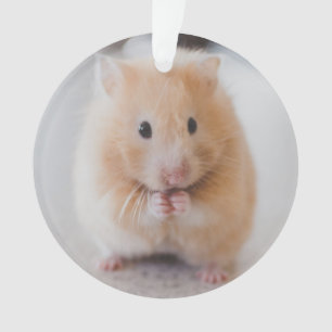 Ornamento hamster