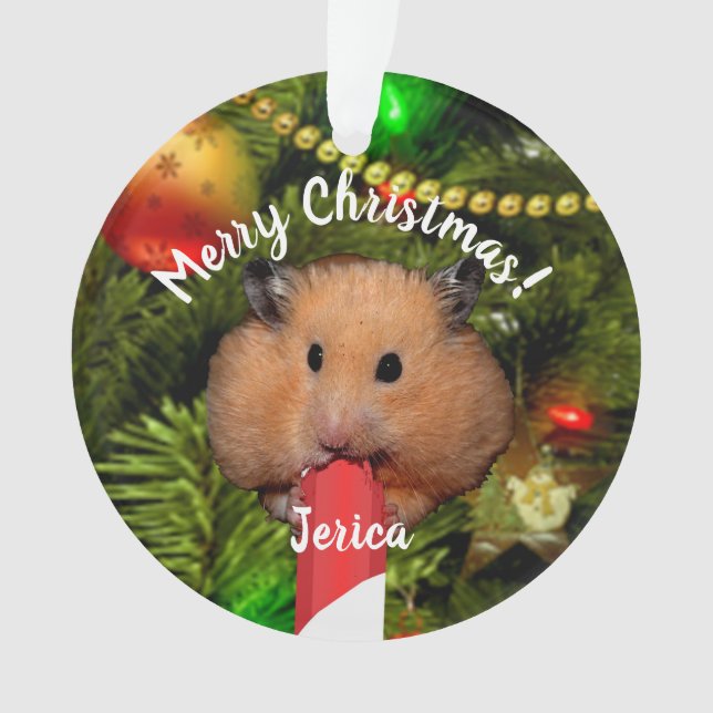Ornamento Hamster Engraçado Comendo Balinha de Natal (Frente)