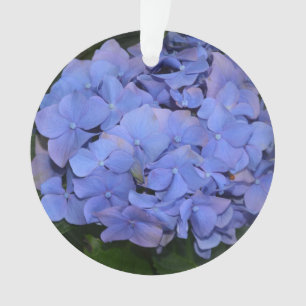 Ornamento Hortênsia Rustica Roxa Hydrangea macrophylla 