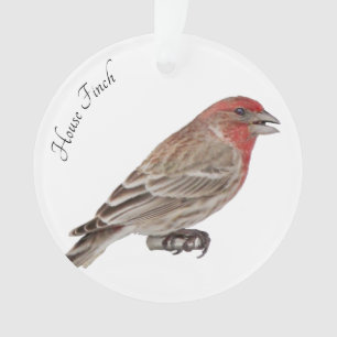 Ornamento House Finch