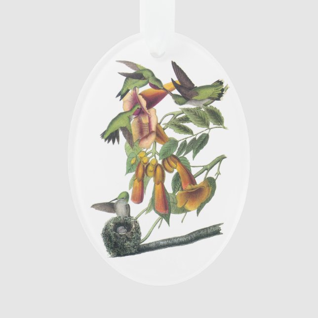 Ornamento Hummingbird com garganta de rubi por Audubon (Frente)