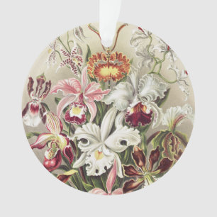 Ornamento Impressão Botânica Vintage de Orquídea de Ernst Ha