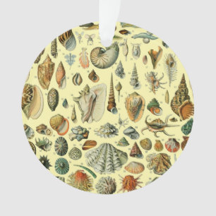 Ornamento Impressão de Conchas Vintage Adolphe Millot Costei