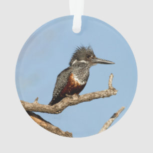 Ornamento Kingfisher gigante