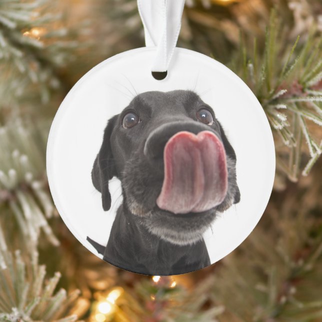 Ornamento Labrador Negro A Soltar O Nariz (Árvore)