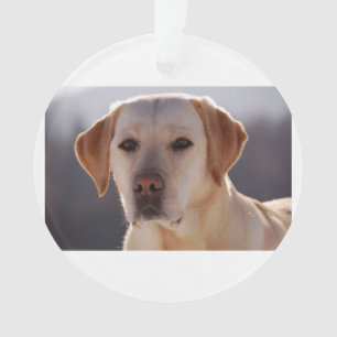 Ornamento labrador retriever amarelo