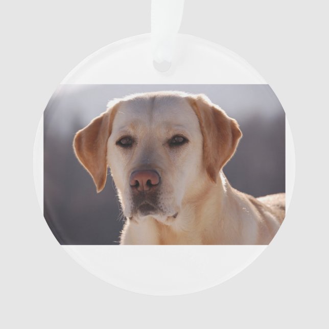 Ornamento labrador retriever amarelo (Frente)